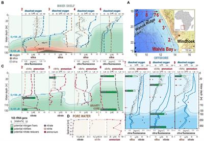 Nitrogen cycling activities during decreased stratification in the coastal oxygen minimum zone off Namibia